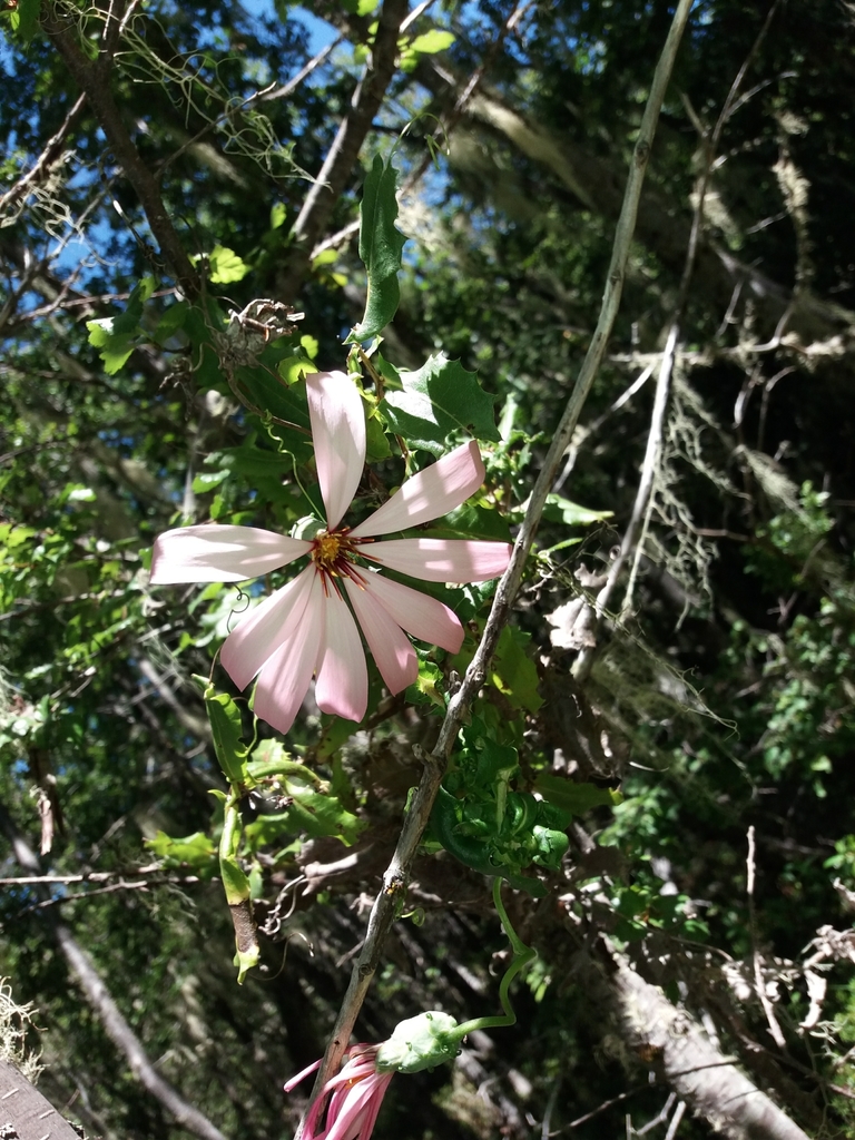 Odontophyllum