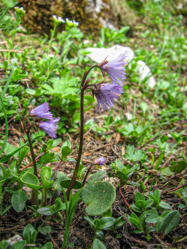 Alpine Snowbell (Soldanella alpina)