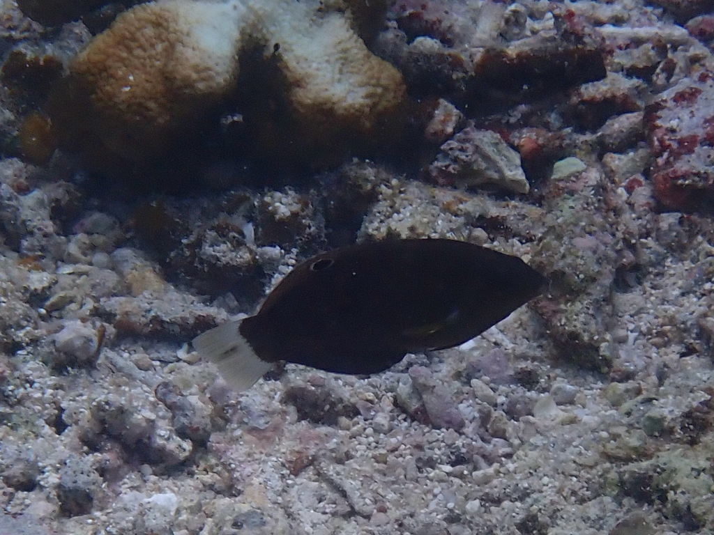 Cheek-ring wrasse (Halichoeres miniatus)