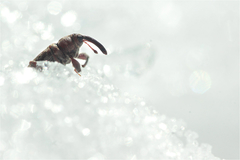 Dorytomus dejeani