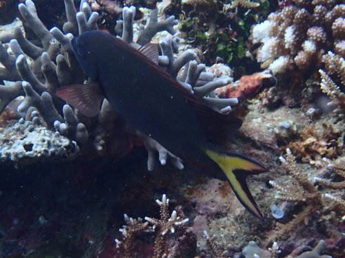 Siganus punctatissimus observed 2026-01-25