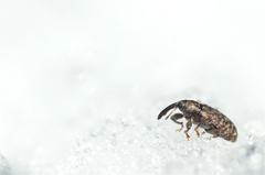 Dorytomus dejeani