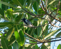 Sakesphorus canadensis
