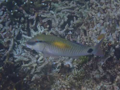 Goatfish (Parupeneus indicus) — Mullidae — 5