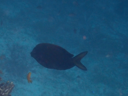 Peppered spinefoot (Siganus punctatissimus) — Siganidae