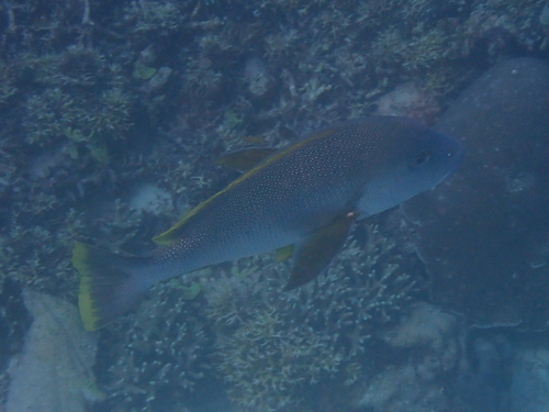 Blubberlip snapper (Lutjanus rivulatus) — Lutjanidae — 5