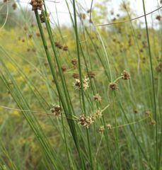 Scirpoides holoschoenus