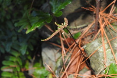 Tectaria zeilanica