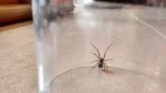Steatoda triangulosa