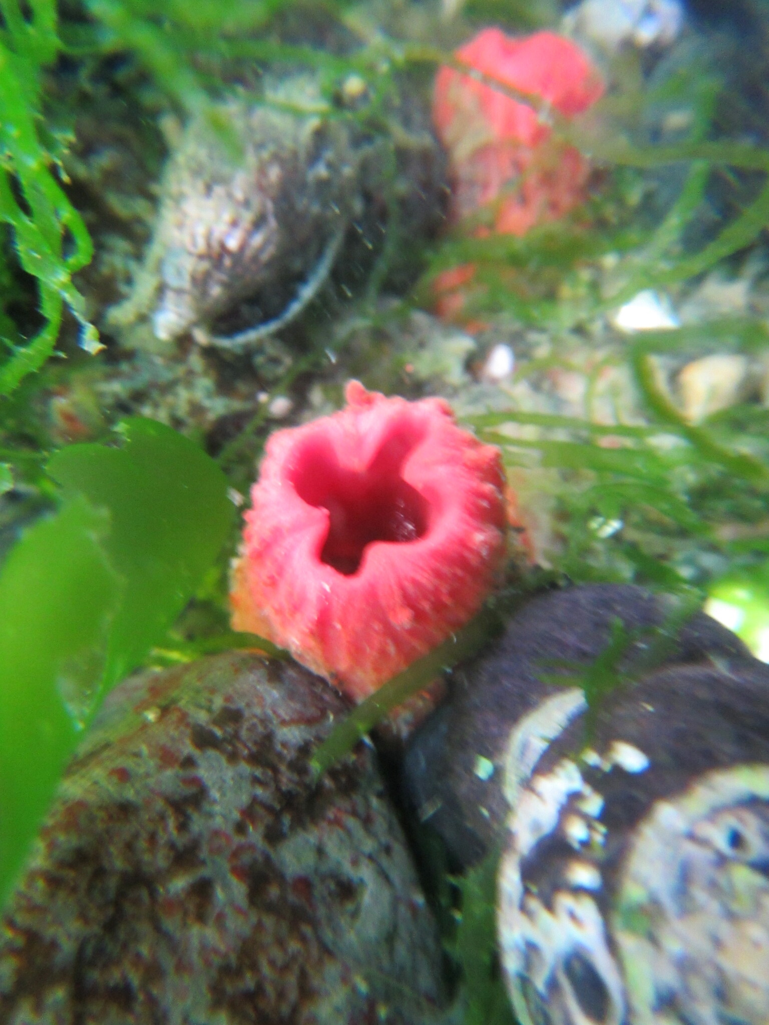Pyura chilensis Molina, 1782