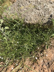 Oldenlandia herbacea