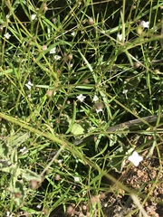 Oldenlandia herbacea