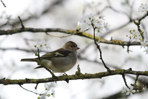 Pinson des arbres (Fringilla coelebs)