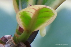 Euploea core amymone