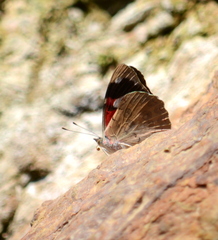 Diaethria bacchis