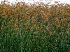 Schoenoplectus lacustris