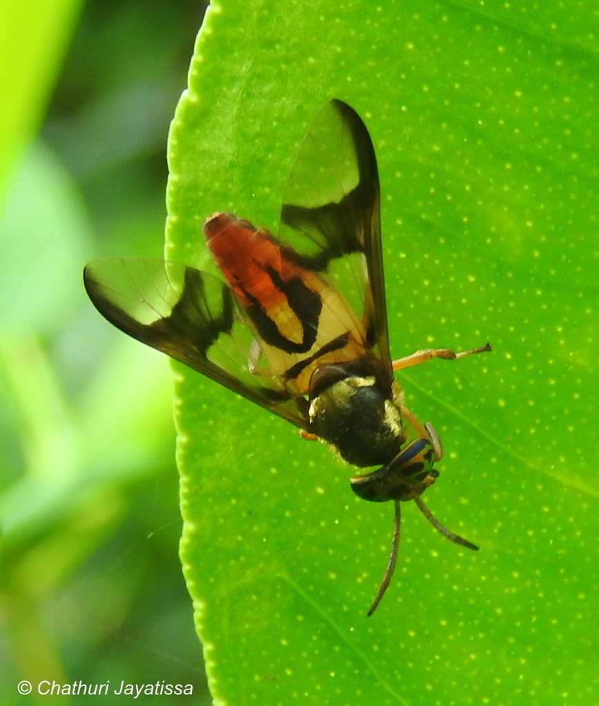 Chrysops dispar