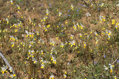 Nemesia cheiranthus