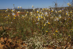 Nemesia cheiranthus