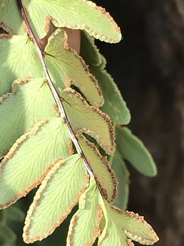 Green Cliff Brake