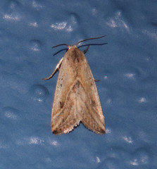 Micrathetis tecnion