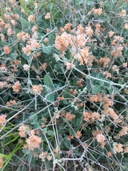 Eriogonum cinereum