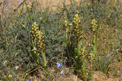 Pterygodium ingeanum