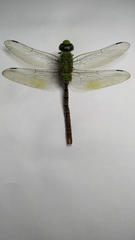 Anax concolor