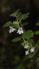 Clinopodium ganderi