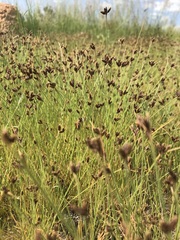 Bulbostylis hispidula pyriformis