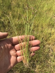 Bulbostylis hispidula pyriformis