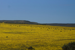 Rhynchopsidium pumilum