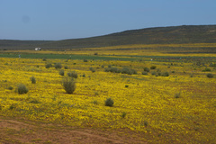 Rhynchopsidium pumilum