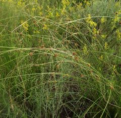 Scirpoides holoschoenus