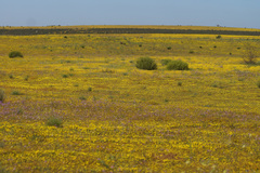 Rhynchopsidium pumilum