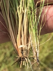 Bulbostylis hispidula pyriformis