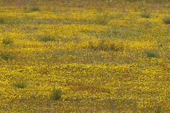 Rhynchopsidium pumilum