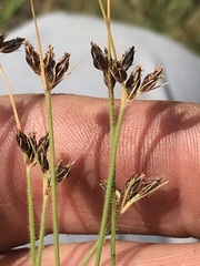 Bulbostylis hispidula pyriformis