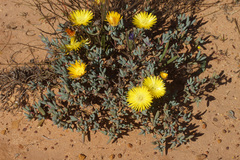 Lampranthus glaucus