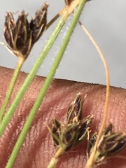 Bulbostylis hispidula pyriformis