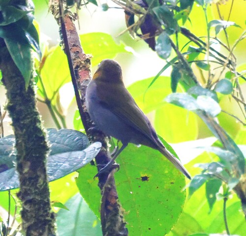 Yellow-whiskered Chlorospingus (Chlorospingus parvirostris), photo 4