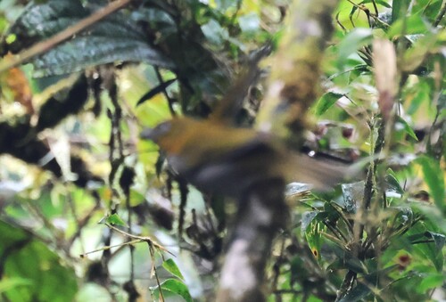 Yellow-whiskered Chlorospingus (Chlorospingus parvirostris), photo 10
