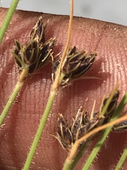 Bulbostylis hispidula pyriformis