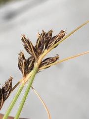 Bulbostylis hispidula pyriformis