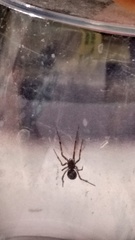 Steatoda triangulosa