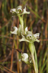 Disperis circumflexa aemula