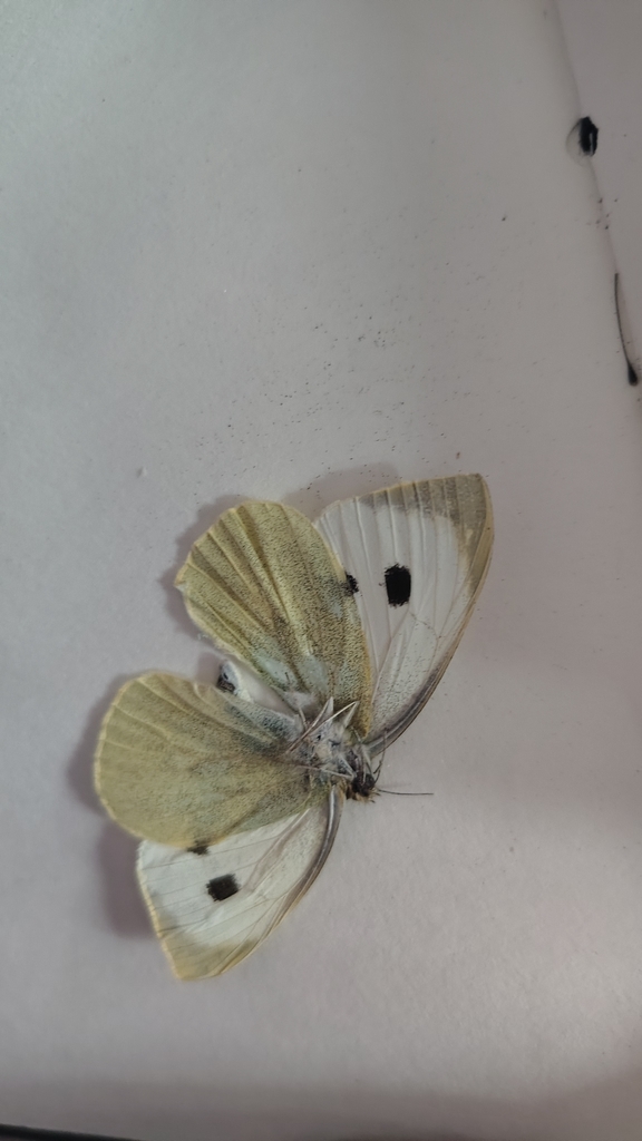 Bhaware Insect Large White from 11 Bhalra Bhaderwah Near CBS Near cbs Bhalra ...
