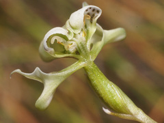 Disperis circumflexa aemula
