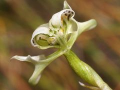 Disperis circumflexa aemula