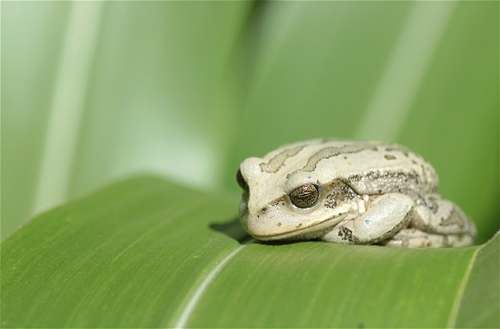 Cuenca Marsupial Frog, Gastrotheca cuencana
